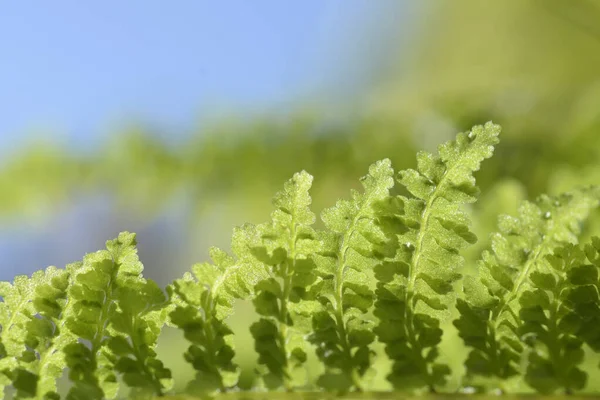 Närbild Ormbunksblad Med Naturlig Grön Bakgrund Solljus — Stockfoto