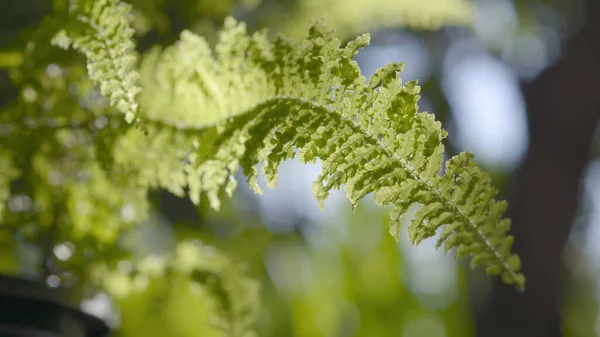 Folhas Samambaia Close Com Fundo Verde Natural Luz Solar — Fotografia de Stock