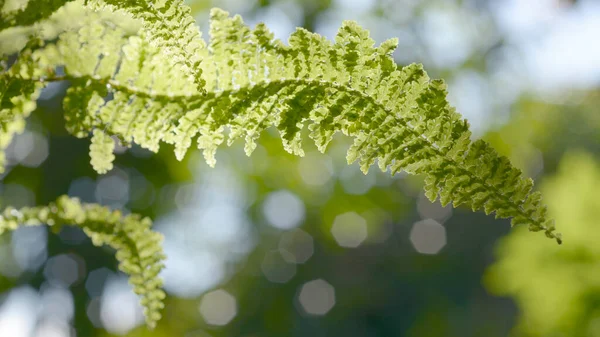 太陽の光の下で緑の背景を持つ閉鎖シダの葉 — ストック写真