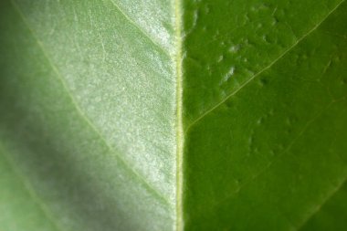 Doğal ışık ile soyut yeşil yaprak dokusu.