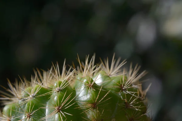 Cactus Primer Plano Con Fondo Natural —  Fotos de Stock