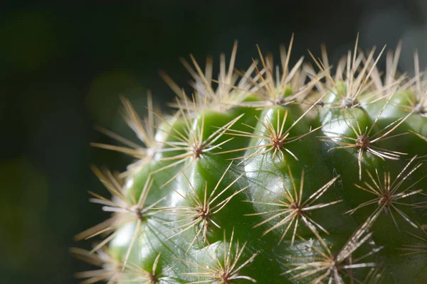 Nahaufnahme Kaktus Mit Natürlichem Hintergrund — Stockfoto