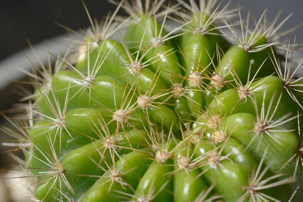 Közeli Kaktuszok Természetes Háttérrel — Stock Fotó