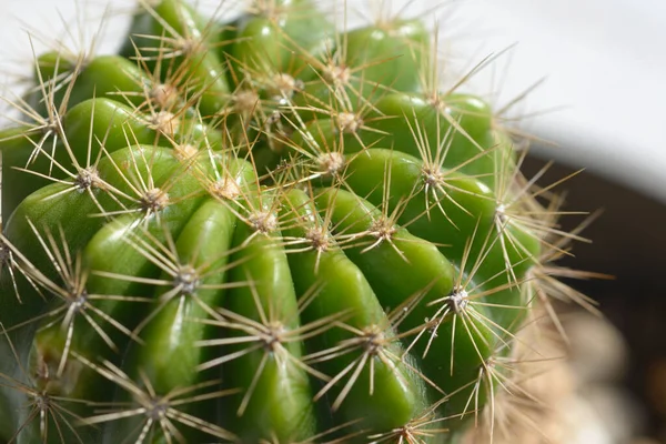 Cactus Primer Plano Con Fondo Natural —  Fotos de Stock