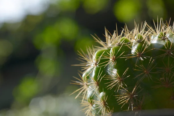 Cactus Primer Plano Con Fondo Natural —  Fotos de Stock