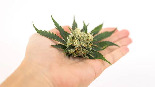 Leaves and flowers buds of the cannabis, marijuana cone on the palm of the hand on a white background — Stock Photo, Image