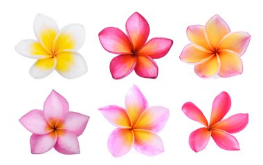 Beyaz arka plan üzerinde izole beyaz frangipani (plumeria) çiçek kümesi