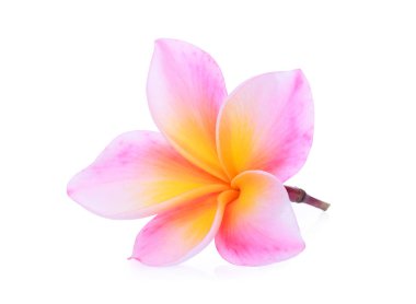 Tek pembe frangipani izole beyaz arka plan