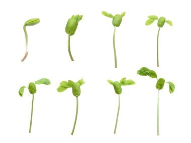 Beyaz arka plan üzerinde izole bitki büyüme