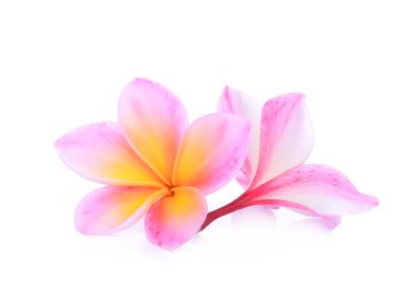 pembe frangipani çiçek beyaz arka plan izole