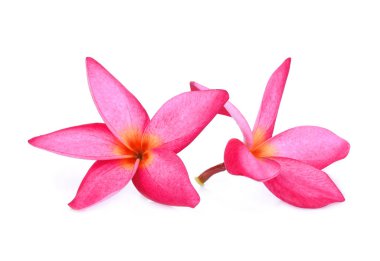 Beyaz arka plan kırmızı frangipani çiçek izole