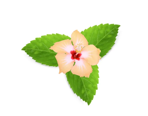 Gelber Hibiskus Oder Chaba Blume Mit Grünen Blättern Auf Weißem — Stockfoto
