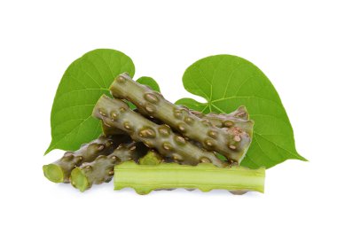 tinospora cordifolia ya da bora phet (Tay adı) beyaz arka plan üzerinde izole yeşil yaprakları ile