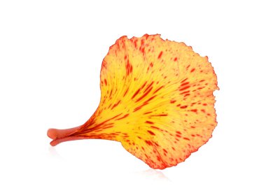 Beyaz arka plan üzerinde izole tavus kuşu çiçek petal