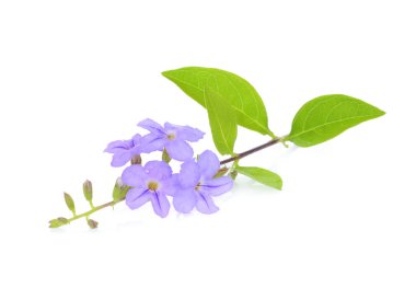 Altın yaprağın, gökyüzü çiçeği'mi, beyaz arka plan üzerinde izole güvercin berry