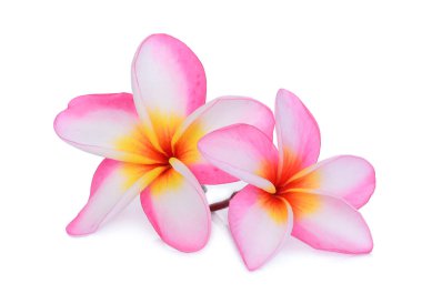 pembe frangipani çiçek beyaz arka plan izole