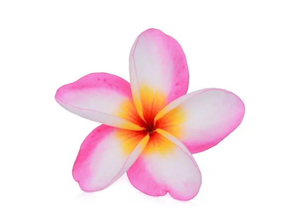 Única Flor Frangipani Rosa Isolado Fundo Branco — Fotografia de Stock