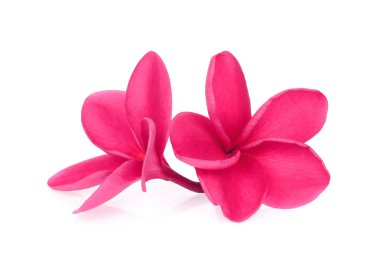 izole kırmızı frangipani beyaz arka plan