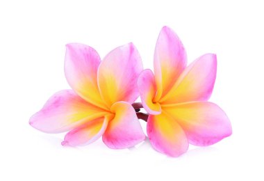 pembe frangipani çiçek beyaz arka plan izole