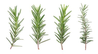 Beyaz arkaplanda biberiye izole edildi