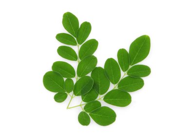 Yeşil moringa yaprakları dalları, beyaz arka planda izole tropikal otlar.