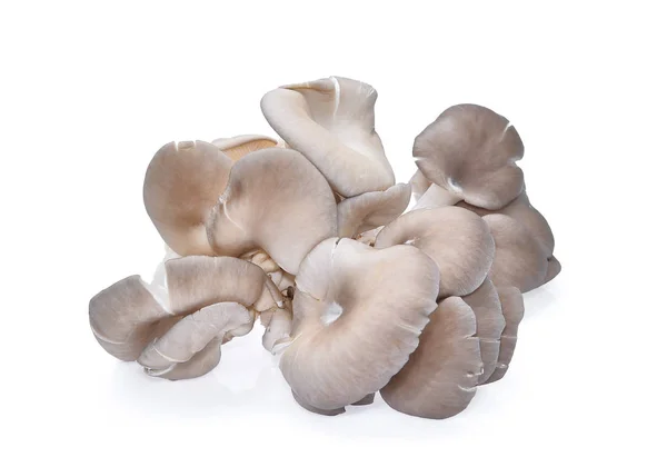 White Oyster Mushroom Isolated White Background — Stock Photo, Image