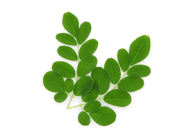 Yeşil moringa yaprakları dalları, beyaz arka planda izole tropikal otlar.