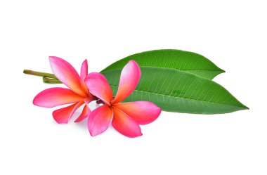 Frangipani tropikal çiçek, plumeria, Lanthom, Leelawadee çiçek yeşil ile izole beyaz arka plan bırakır.