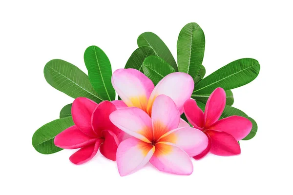 Flor Tropical Frangipani Plumeria Lanthom Leelawadee Flor Verde Deja Aislado —  Fotos de Stock