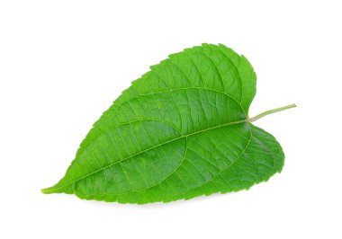 plukenetia volubilis, sacha InChI, beyaz arka plan üzerinde izole sacha fıstık yeşil feaf