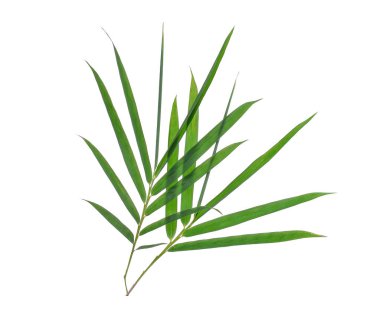 Beyaz arka plan üzerinde izole bambu yaprak