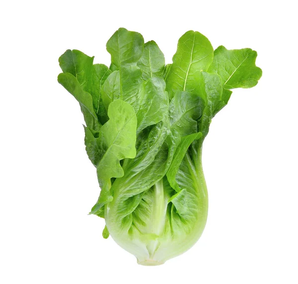 Fresh Green Cos Lettuce Isolated White Background — Stock Photo, Image