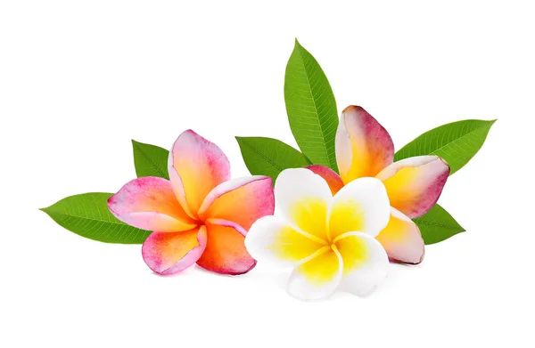 Frangipani Flor Tropical Plumeria Lanthom Leelawadee Flor Com Folhas Verdes — Fotografia de Stock