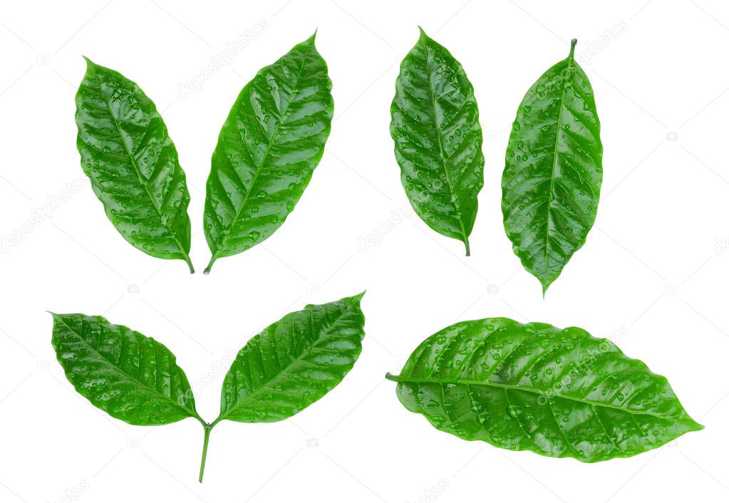coffee leaf with drop of water isolated on white background
