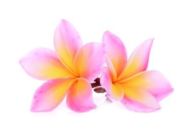 Beyaz arka plan üzerinde izole pembe frangipani (plumeria) çiçek