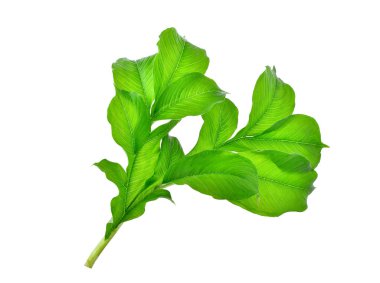 fil yam veya beyaz arka plan üzerinde izole stanley's su-küvet tropikal bitki yaprak yeşil