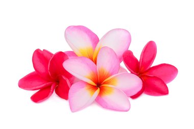 Frangipani tropikal çiçek, plumeria, Lanthom, Leelawadee çiçek beyaz arka plan izole.