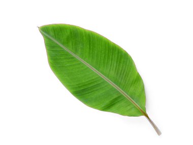 gölge beyaz zemin üzerine yaprak yeşil muz izole
