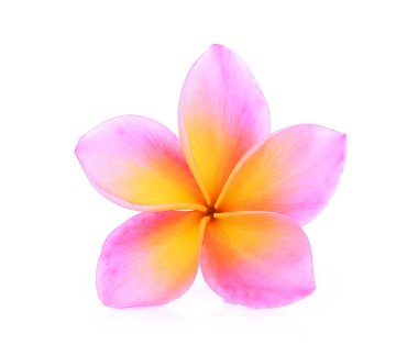 tek pembe frangipani çiçek beyaz arka plan izole