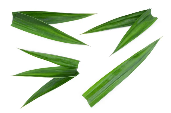 Набор Свежих Зеленых Пандан Листья Изолированы Белом Фоне Азиатские Травы — стоковое фото