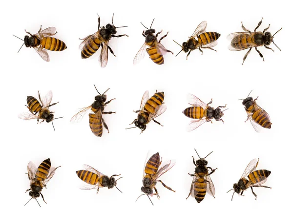 Zestaw Białym Tle Bee — Zdjęcie stockowe