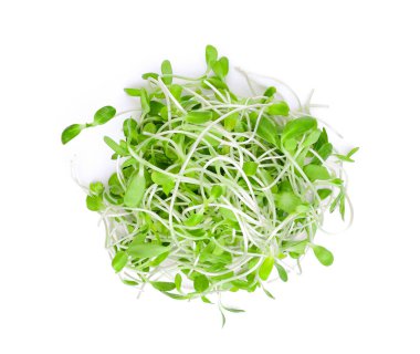 taze yeşil genç ayçiçeği lahanası izole beyaz arka plan, üstten görünüm, düz üzerinde yatıyordu