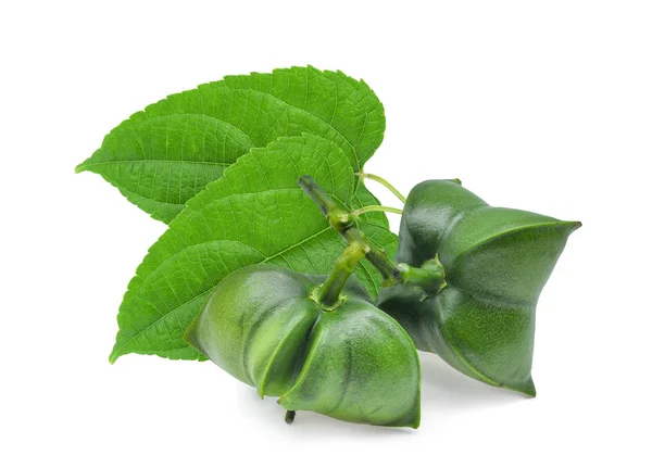 Fresh Sacha Inchi Peanut Green Leaf Isolated White Background — Stock Photo, Image