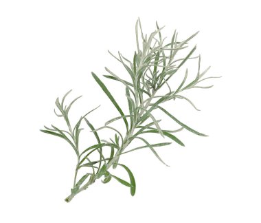 Beyaz arka plan üzerinde izole köri bitki