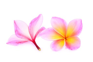 pembe frangipani çiçek beyaz arka plan izole