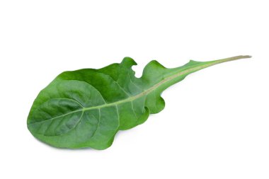 Beyaz arka plan üzerinde izole gerbera yeşil yaprak