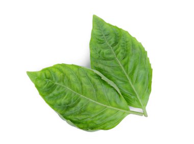 Beyaz arka plan üzerinde izole fesleğen yaprağı