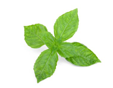 Beyaz arka plan üzerinde izole fesleğen yaprağı