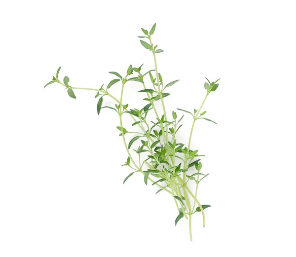 Fresh Green Thyme Isolated White Background — Stock Photo, Image