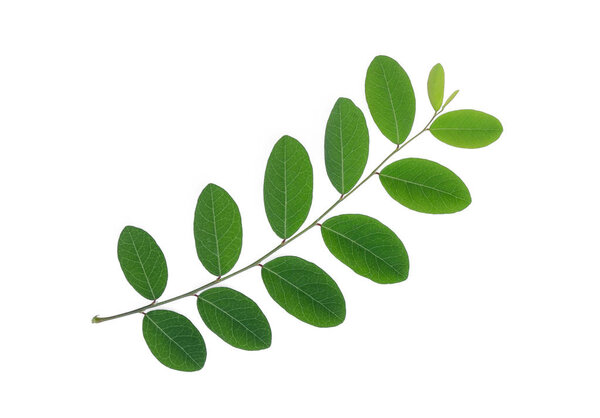 green leaf isolated on white background, flat lay, top view